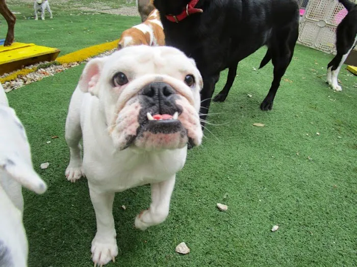 Urban Pet Hospital And Resort Picture 10