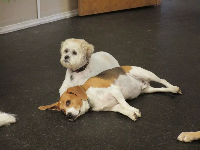 Urban Pet Hospital And Resort Picture 7