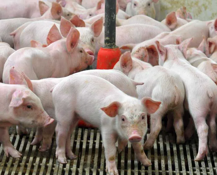 Suidae Health & Production Picture 2