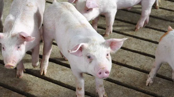 Suidae Health & Production Picture 5