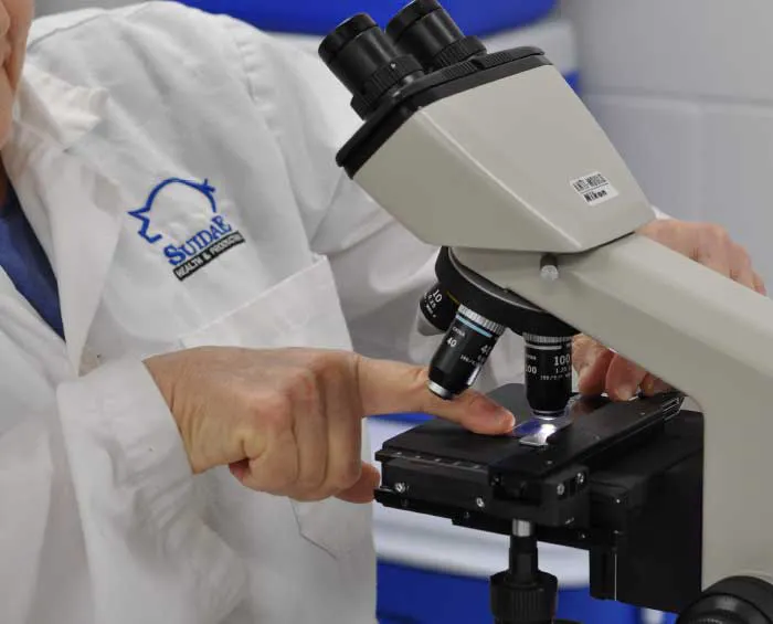 Suidae Health & Production Picture 6