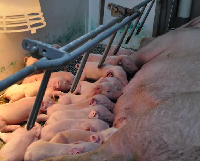 Suidae Health & Production Picture 7