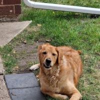 Holmes Animal Clinic ico