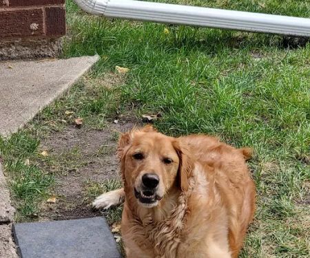 Holmes Animal Clinic