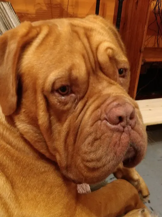 Holmes Animal Clinic Picture 6