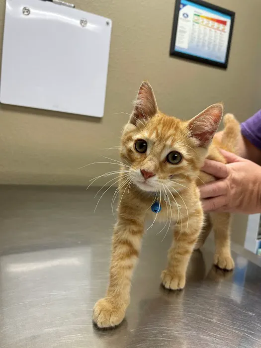 Lake City Veterinary Clinic Picture 4