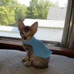 Animal Health Center