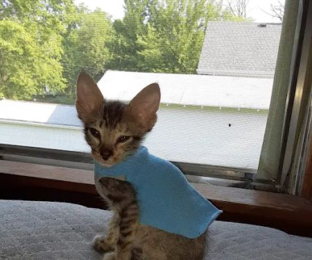 Animal Health Center