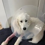 Lake View Veterinary Services