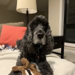 The Animal Hospital of Adel