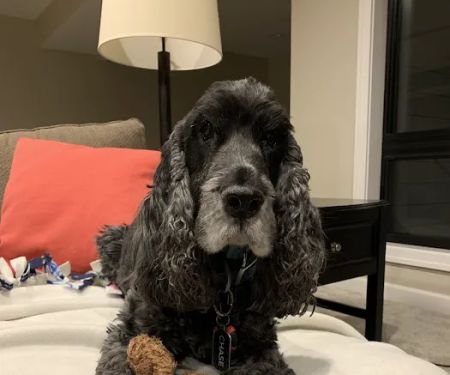 The Animal Hospital of Adel