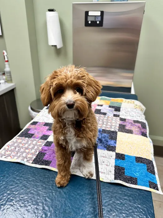 Adel Veterinary Clinic Picture 4