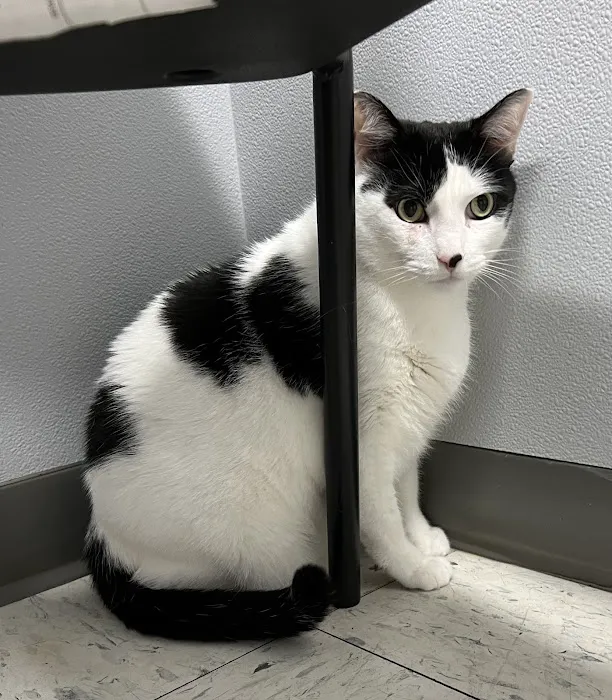 Broderick Animal Clinic Picture 2