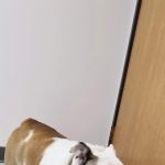 Broderick Animal Clinic