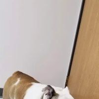 Broderick Animal Clinic ico