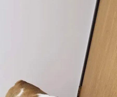 Broderick Animal Clinic