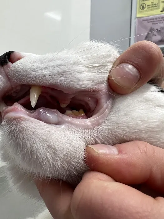 Broderick Animal Clinic Picture 3