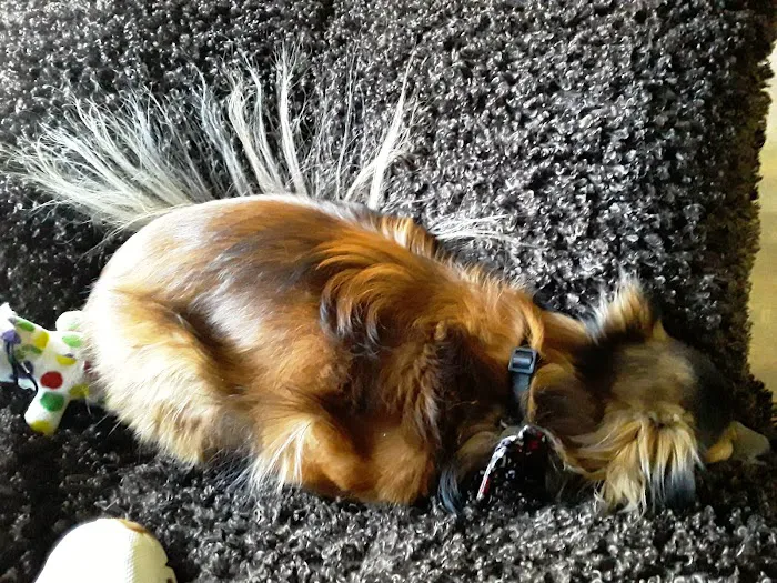 Broderick Animal Clinic Picture 5