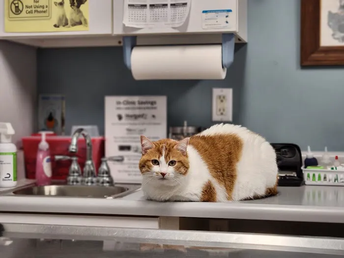 Broderick Animal Clinic Picture 4