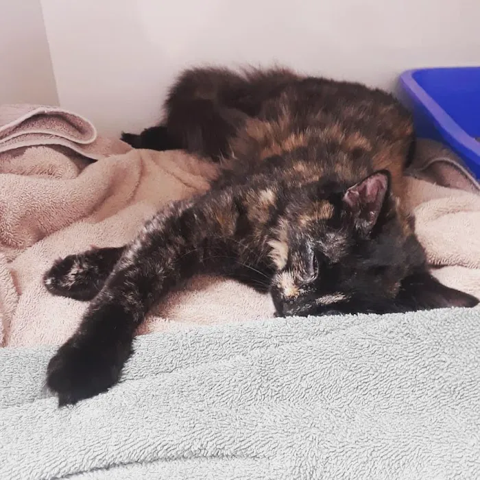 Broderick Animal Clinic Picture 9