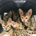 Animal Health Center of Ottumwa