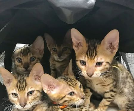 Animal Health Center of Ottumwa