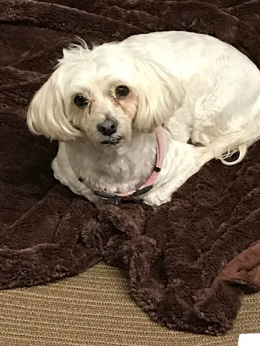 Animal Health Center of Ottumwa Picture 6