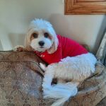 Eastview Animal Hospital