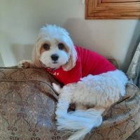 Eastview Animal Hospital ico