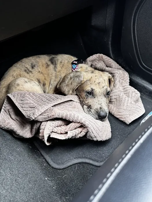 Eastview Animal Hospital Picture 2