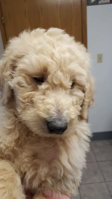 Eastview Animal Hospital Picture 6