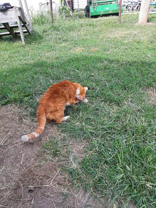 Eastview Animal Hospital Picture 8