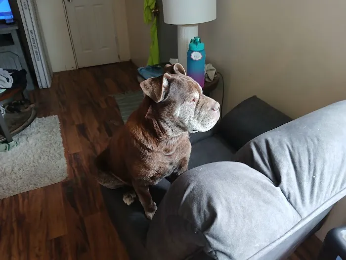 Eastview Animal Hospital Picture 10