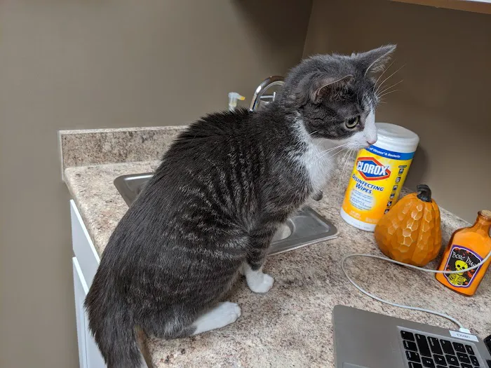 Grand Avenue Veterinary Hospital Picture 1