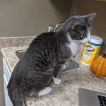 Grand Avenue Veterinary Hospital