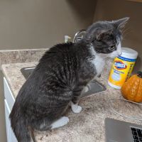 Grand Avenue Veterinary Hospital ico