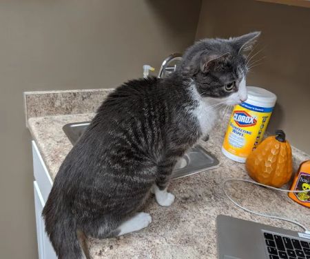 Grand Avenue Veterinary Hospital