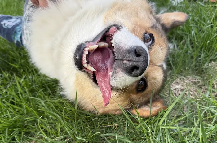 Grand Avenue Veterinary Hospital Picture 5