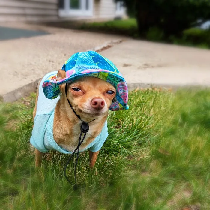 Grand Avenue Veterinary Hospital Picture 8