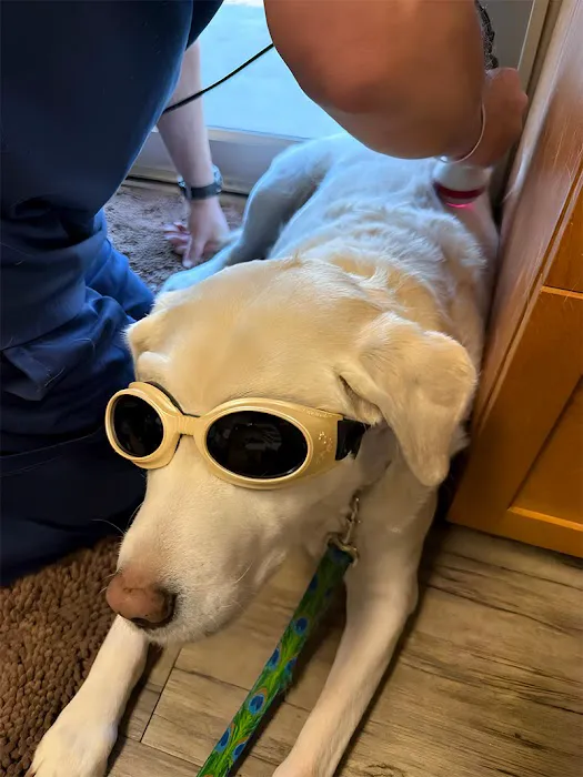 Grand Avenue Veterinary Hospital Picture 6