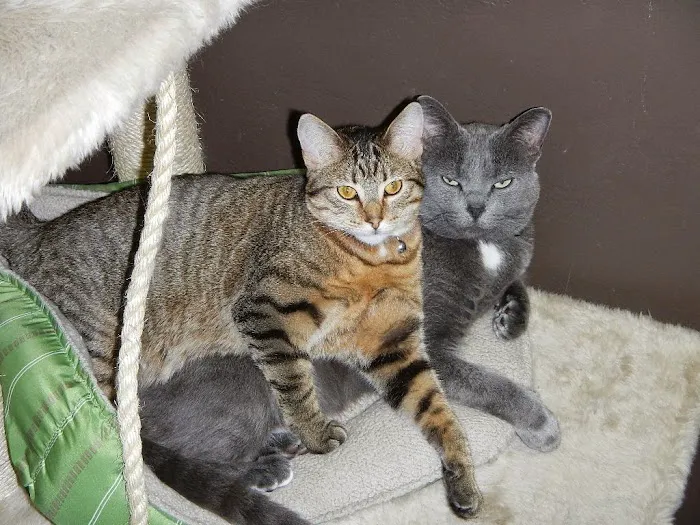 Grand Avenue Veterinary Hospital Picture 10