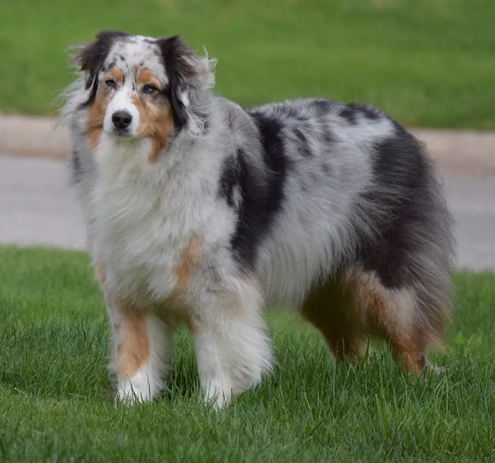 Grand Avenue Veterinary Hospital Picture 9