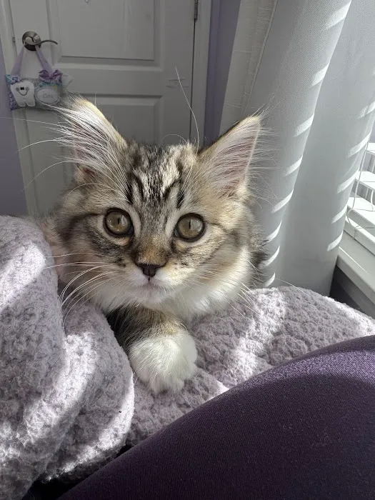 Central Iowa Ragdolls Picture 2