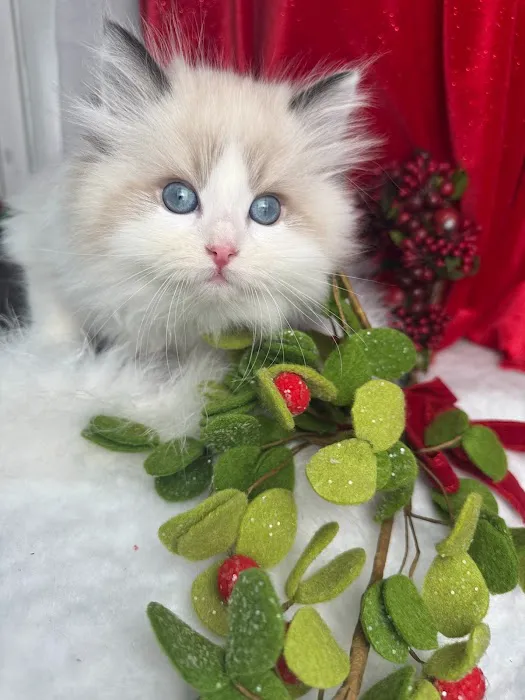 Central Iowa Ragdolls Picture 1