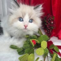 Central Iowa Ragdolls ico