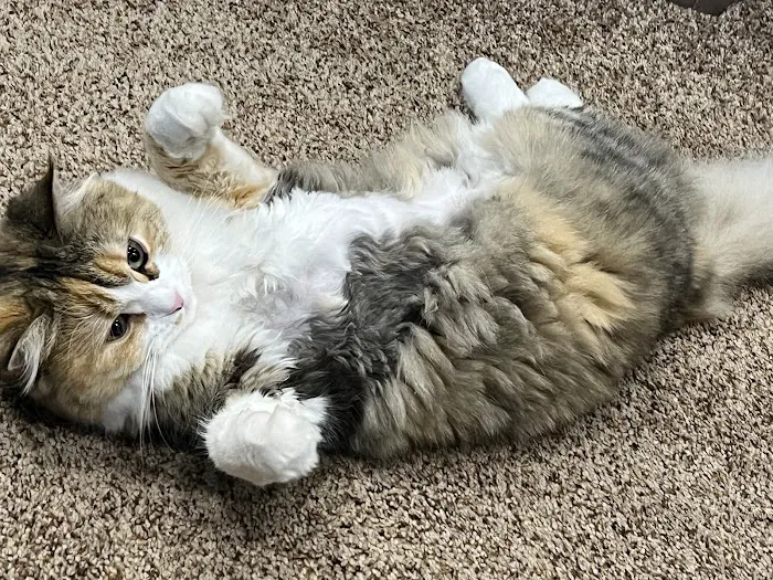 Central Iowa Ragdolls Picture 5