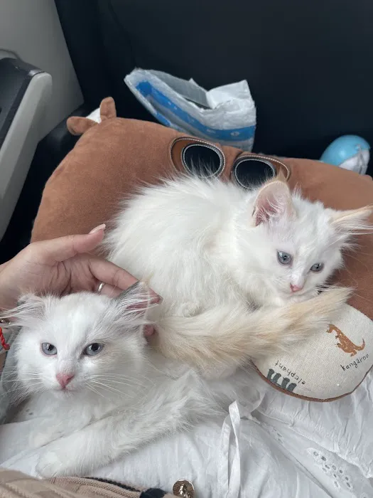 Central Iowa Ragdolls Picture 4