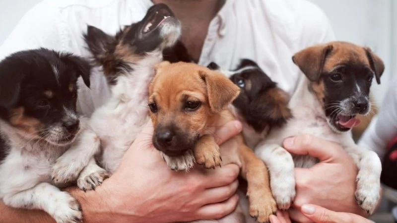 Puppy Socialization: How to Raise a Confident and Friendly Dog with Proven Tips