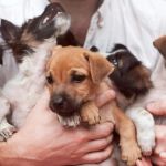 Puppy Socialization: How to Raise a Confident and Friendly Dog with Proven Tips