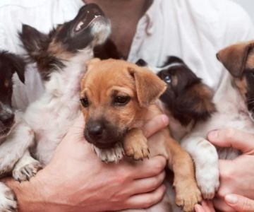 Puppy Socialization: How to Raise a Confident and Friendly Dog with Proven Tips